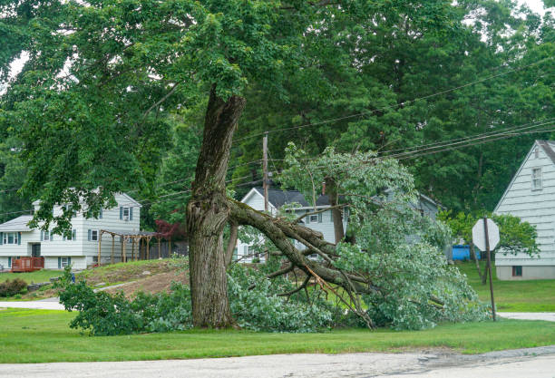  Berthoud, CO Tree Services Pros