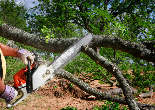 How Our Tree Care Process Works  in  Berthoud, CO